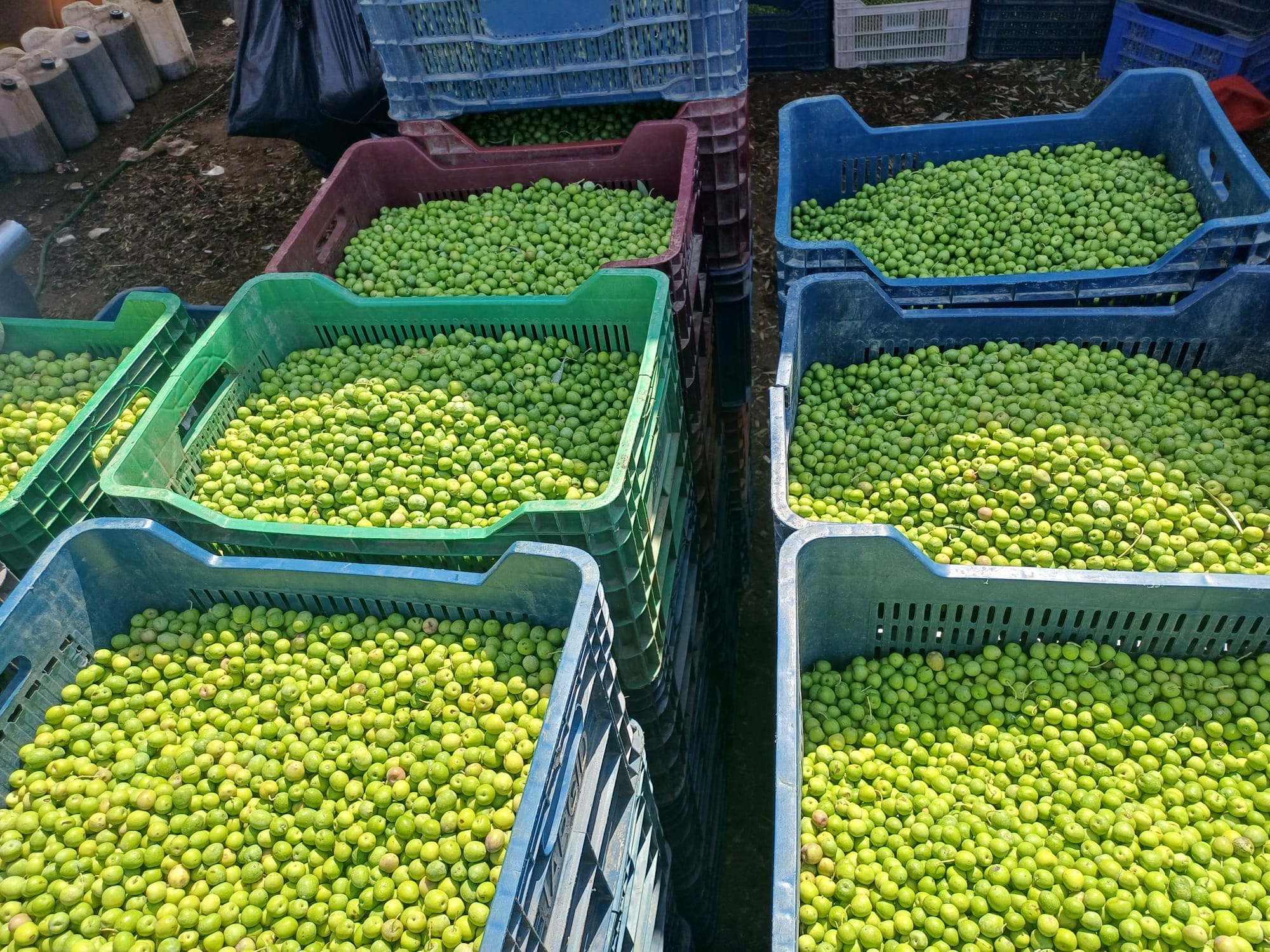 Halhalı zeytin kırılmamış 1 kg